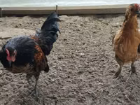 Czech Gold Brindled Hen — photo 8