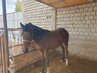 Kuda jantan, Kyrgyz Horse — foto 5