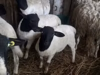 Sheep (batch, sex not specified), Dorper sheep — photo 3