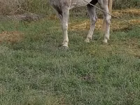 Cheval, Azerbaijan horse — photo 1