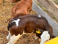 Cattle (batch, sex not specified), Simmental cattle — photo 3