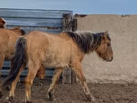 Caballo, Jabe — foto 5