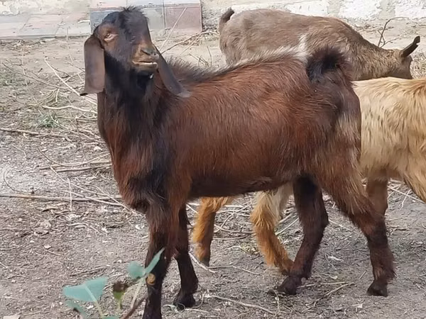 Goat, Goats