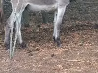Horse (M), Horses — photo 2