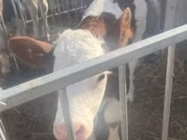 雄牛, Simmental cattle