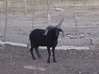 Widder, Shetland sheep — Foto 3