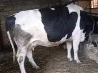 Kuh, Russian Black pied cattle — Foto 3