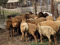 Sheep (batch, sex not specified), Karabakh sheep — photo 3
