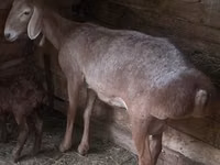 Schaf, Afghan Arabi sheep — Foto 1