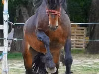 Kuda jantan, Horses — foto 7