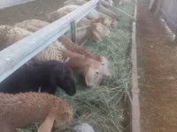 Sheep, Sheep — photo 4