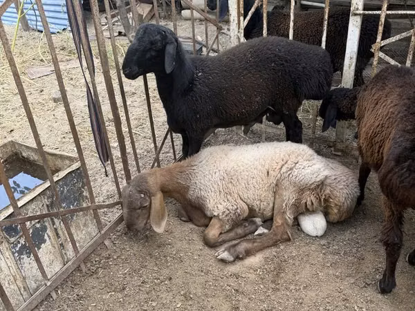 Domba jantan, Sheep