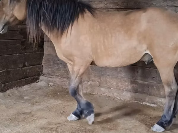 Hengst, Mugalzhar horse
