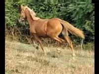 雌馬, Haflinger — 写真 2