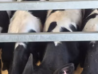雄牛, Russian Black pied cattle — 写真 8