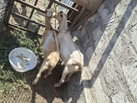 Billy Goat, Alpine goat — photo 4