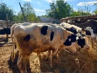 Taureau, Russian Black pied cattle — photo 4