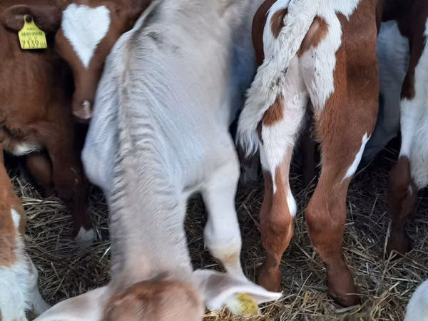 Bull, Simmental cattle