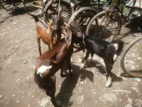 Chèvre, Black Bengal goats — photo 2
