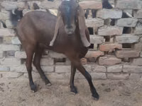Cabra, Najdi goat — foto 2