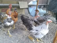 Chickens — 写真 4