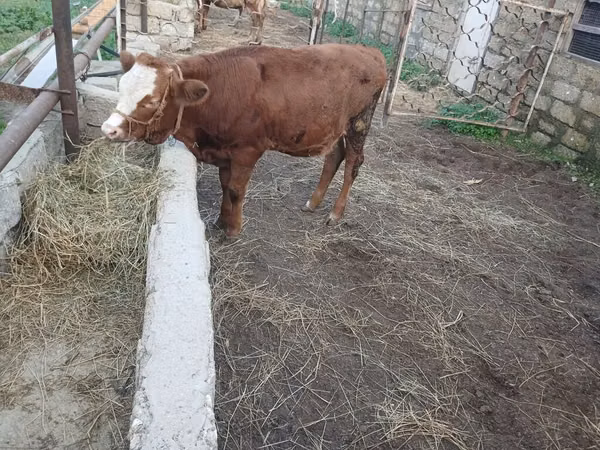 Sapi, Simmental cattle