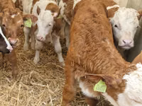 أبقار (دفعة، الجنس غير محدد), Simmental cattle — الصورة 4