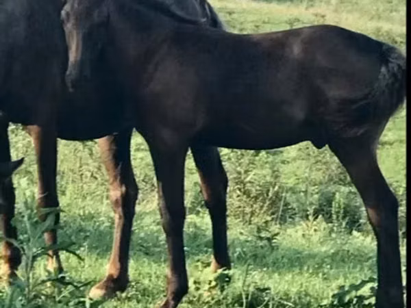 घोड़ा, Rocky Mountain Horse