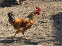 أميروكانا — الصورة 8