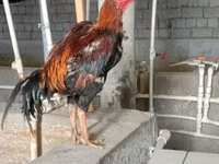 دجاج شمو — الصورة 8