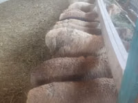 Sheep, Sheep — photo 1