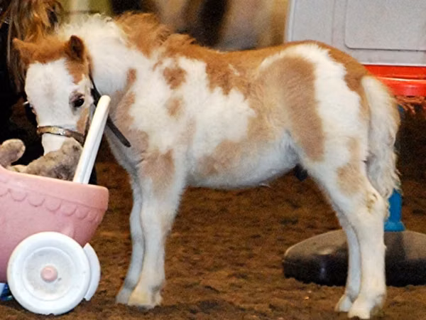 حصان, Miniature horse