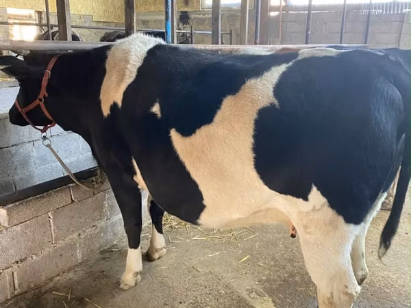Vaca, Raza Holstein
