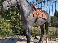 حصان, Hanoverian — الصورة 1