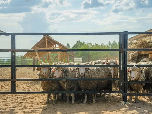 Ram, Kuibyshev sheep