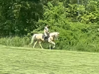 Caballo, Racking Horse — foto 1