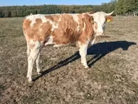 Sapi, French Simmental cattle — foto 1