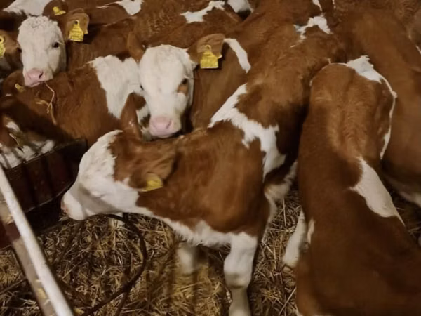 雄牛, Simmental cattle