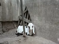 Ziegenbock, Nubian Goat — Foto 5