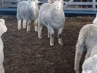 Sheep, Kuibyshev sheep — photo 2