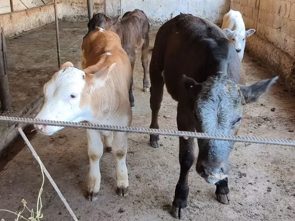 بقرة, البلجيكية الزرقاء