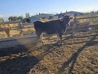 Kuh, Swiss cattle — Foto 1