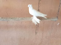 Blanco — foto 1