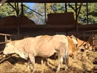 بقرة, Blonde d’Aquitane cattle — الصورة 1
