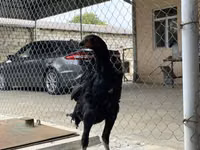 Shamo chickens — photo 7