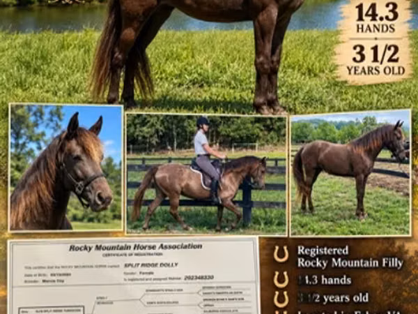 雌馬, Rocky Mountain Horse