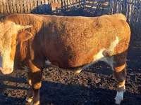 Banteng, Kazakh White-headed cow — foto 4