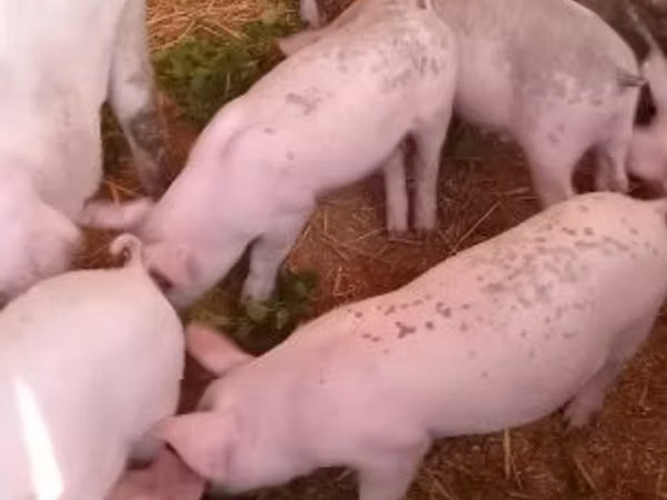 雌豚, 