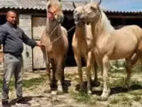 Jument, Chevaux — photo 6