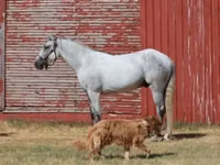Caballo, Tennessee Walking Horse — foto 2